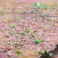 オステオスペルマム,雑草,かわいい雑草,雑草対策の画像