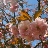 公園,お花,癒し,景色,さくら 桜 サクラの画像