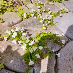 サギゴケ,白花サギゴケ,白い花,半日陰,植えっぱなしの画像