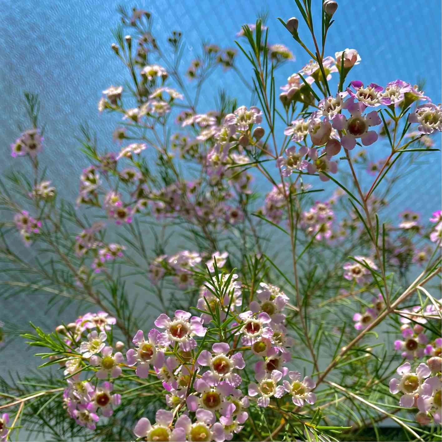 ワックスフラワー、お花が咲くまで｜🍀GreenSnap（グリーンスナップ）