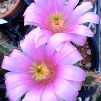 サボテン,サボテン,エキノケレウス属　ビカカク（美鹿角）,サボテンの花,花のある暮らしの画像