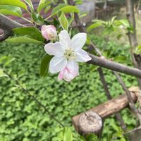 リンゴ,GW,4月,庭の画像