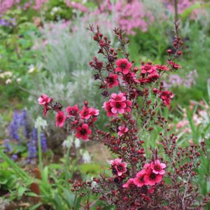 ギョリュウバイ,レプトスペルマム ナニュームルブルム,赤い花,地植え,裏庭の画像