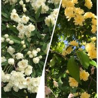 モッコウバラ,白花,正岡子規,私のネコメンタリー,小さな庭の画像