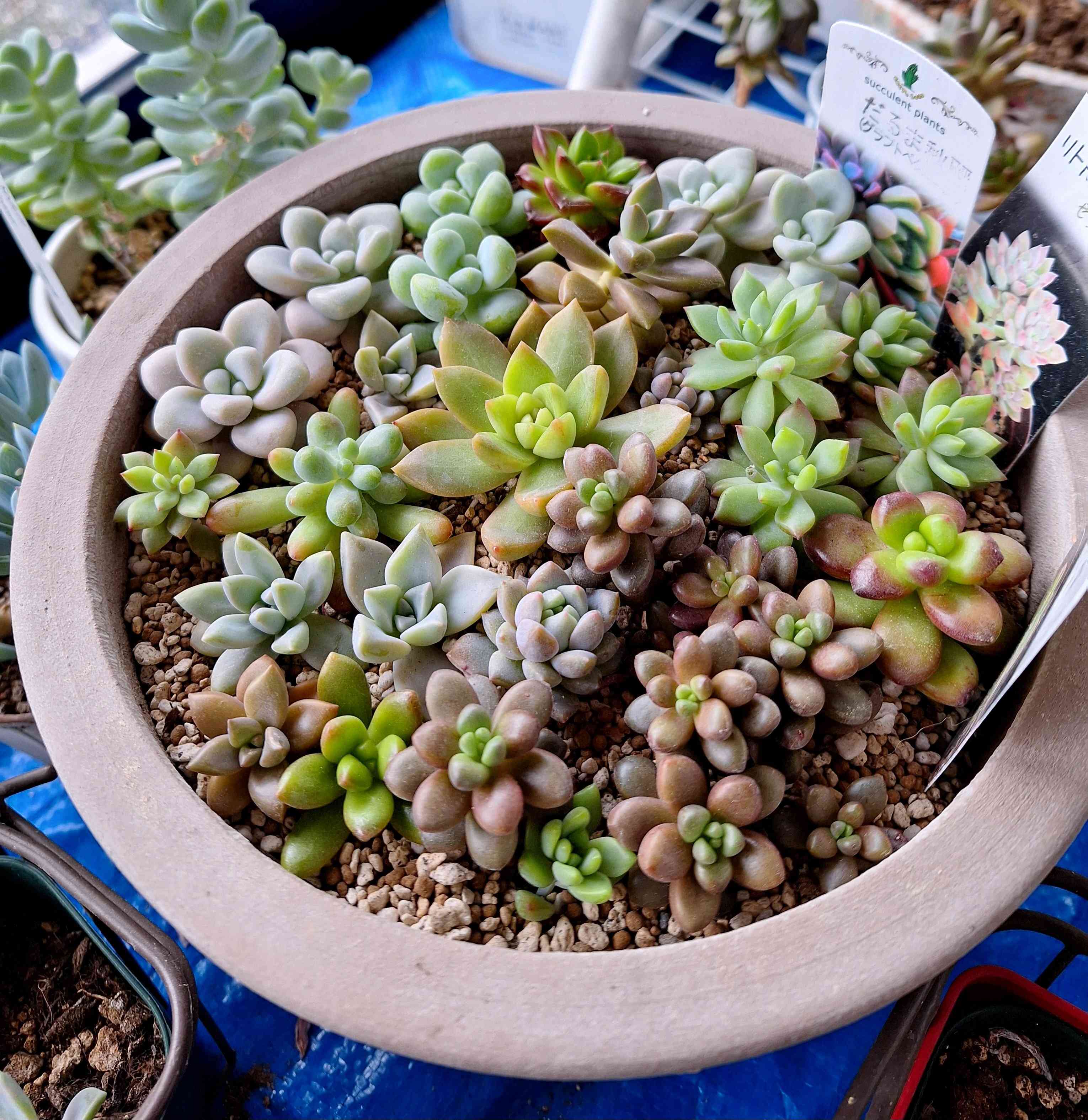 多肉植物 寄せ植えセット⭐︎ 素っ気