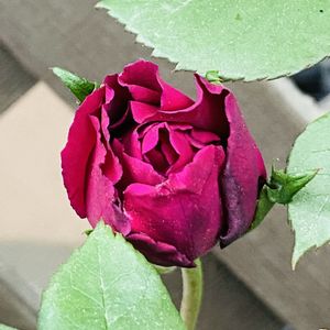 バラ ルイ14世．,今日のお花,クリムゾンレッド,金曜日の蕾たち,フェンスの画像