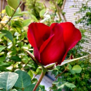 バラ,バラ(赤),花のある暮らし,おうち園芸,真っ赤な火曜日の画像