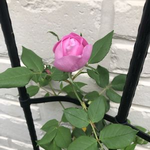 薔薇 ラレーヌ･ビクトリア,ピンクの花,ばら バラ 薔薇,小さな庭,玄関アプローチの画像