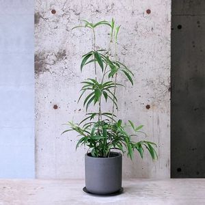 ドラセナ 鶴姫,観葉植物,green,植物のある暮らし,designの画像