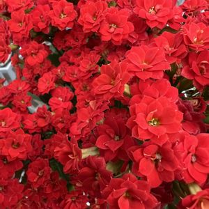 八重咲きカランコエ,花のある暮らし,真っ赤な火曜日の画像