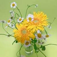 ガーベラ,マトリカリア,黄色い花,白い花の画像