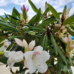 石楠花（シャクナゲ）,植物のある暮らし,庭の画像