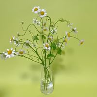 マトリカリア,白い花の画像