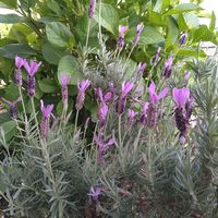 フレンチラベンダー,植物,可愛い,紫色の花,今年も咲きましたの画像