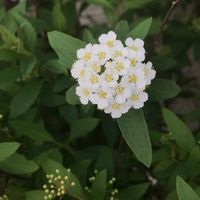コデマリ,コデマリ,かわいい,花壇,白い花の画像