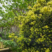 サクランボの木,キンメツゲ,鉢植え,プランター,ガーデニング初心者の画像