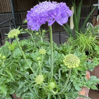 スカビオサ,鉢植え,つぼみ,可愛らしい,花のある暮らしの画像
