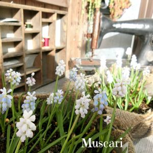 ムスカリ,春の花, 多肉寄せ植え,多肉植物,DIYの画像