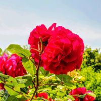 エキナセア,フランネルフラワー,バラ、薔薇、ばら,今日のお花,小さな庭の画像