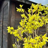 レンギョウ,黄色い花,北海道,北海道でも越冬します,小さな庭の画像