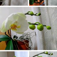 胡蝶蘭,リビングルーム,花ある暮らし!,#ファレノプシスの画像