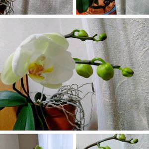 胡蝶蘭,リビングルーム,花ある暮らし!,#ファレノプシスの画像