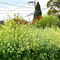 菜の花,ハナダイコン,家庭菜園の画像