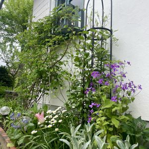 花壇,ナチュラルガーデン,花のある暮らし,こぼれダネ,広い庭の画像