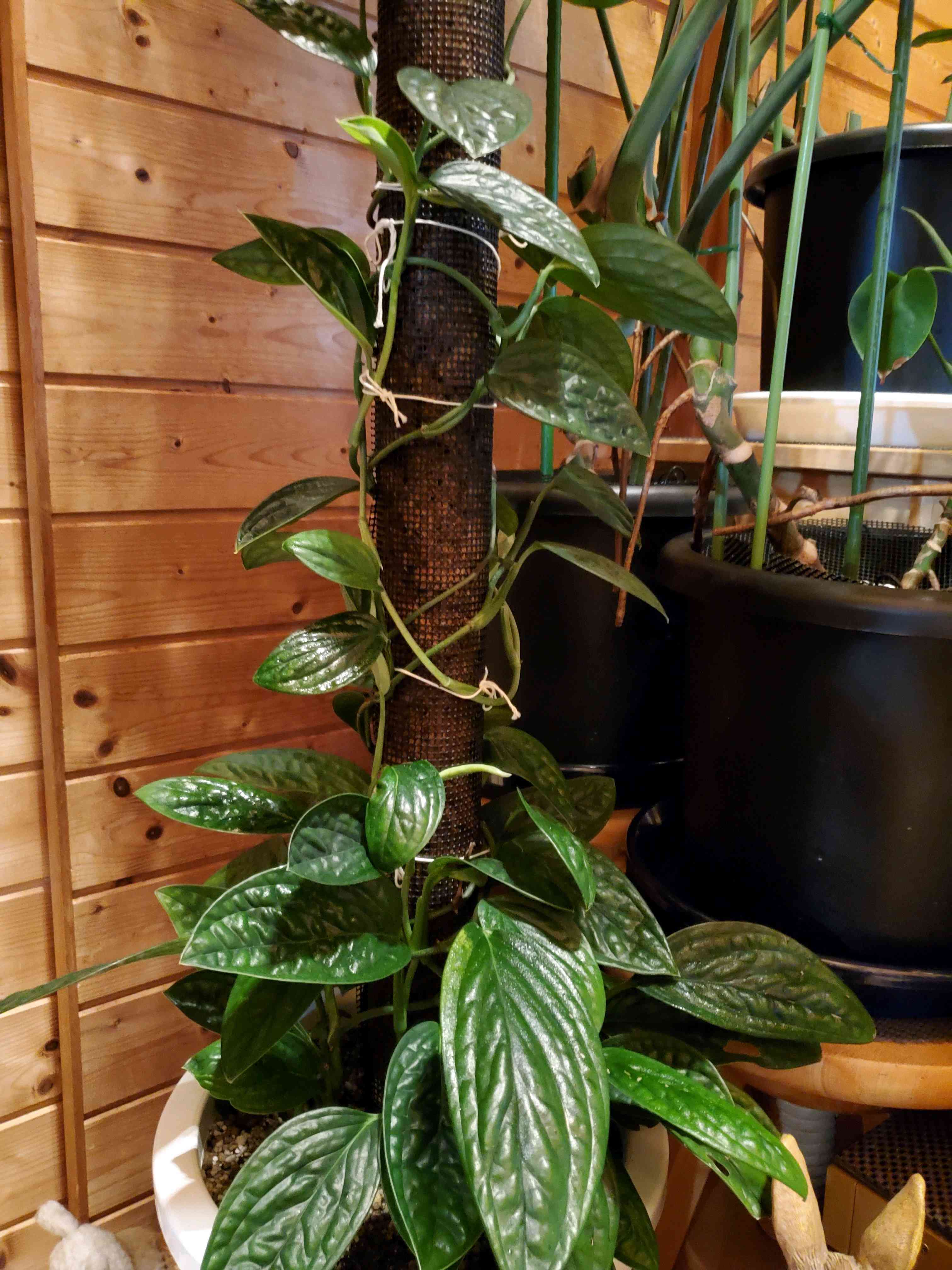 モンステラジェイドウィングの一覧｜🍀GreenSnap（グリーン