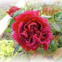 スイセン,バラ,エルネスティー,水仙,赤い薔薇の画像