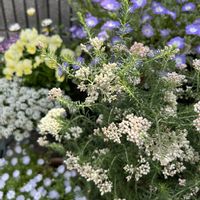 ライスフラワー,小さな花,寄せ鉢,花のある暮らし,小さな庭の画像