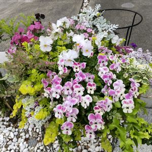 よく咲くスミレ,ビオラ おかめももか,寄せ植え,小さな庭の画像