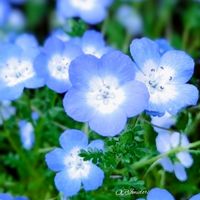 ネモフィラ,ネモフィラ,山野草,青い花,ブルーの花の画像