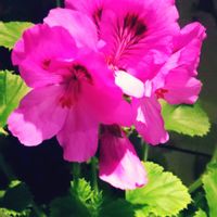 ペラルゴニウム,可愛いお花達,世界に平和を,いつもありがとう(^-^),早朝出勤路の画像
