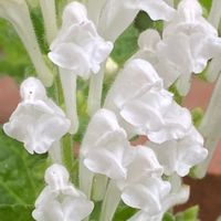 アリウム,白花タツナミソウ,白花タツナミソウ,平和を願う,純白マニアの画像