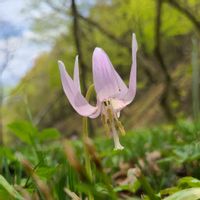 カタクリ,山野草,花のある暮らし,天狗山,ウスベニのカタクリの画像