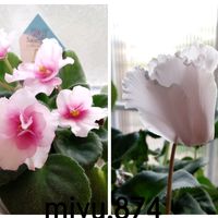 シクラメン,ミニセントポーリア　セトコちゃん,自宅の花の画像