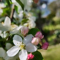 ヒメリンゴ,大川原ハーブガーデン,白い水曜日♡,チーム千葉✿︎,秘密の花園♡の画像