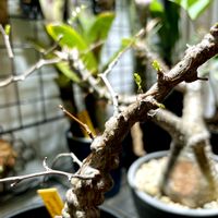 Operculicarya pachypus,オペルクリカリア パキプス,塊根植物,新芽,室内管理の画像
