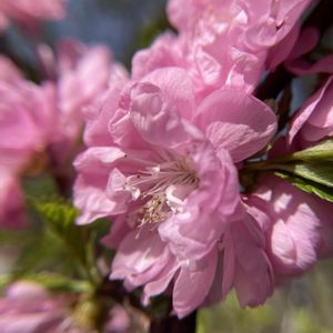シベリア桜（オヒョウモモ）,お出かけ先の画像