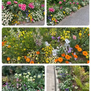 寄せ植え,花壇,品川区民公園の画像