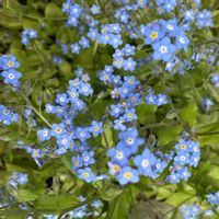 ワスレナグサ,勿忘草,花のある暮らし,あお,青・あお・ブルーの画像