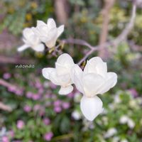 ハクモクレン,春の訪れ,白いお花,とってもキレイ♡,叔母の家の画像