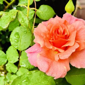 バラ サンセットグロウ,バラ サンセットグロウ,鉢植え,つるバラ,豊田市の画像