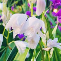 シラン,白花紫蘭,白花紫蘭,新緑の季節,薬用植物の画像