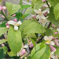 レモン,コバノランタナ,花のある暮らし,実がなる木,4月の庭の画像