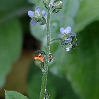 キュウリグサ,ヤブジラミ,小さい花,水滴の水曜日,ザ･草wの画像