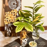 リメ鉢,花言葉,白い花,リメ缶・リメ鉢,多肉とフィギュアの画像
