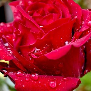 Rose Red Queen,雫倶楽部,玉ボケ倶楽部,水滴の水曜日,VsMon-Fri HDマクロレンズ 100mmの画像