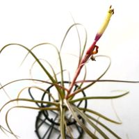 チランジア,観葉植物,パイナップル科,着生植物,北海道の画像